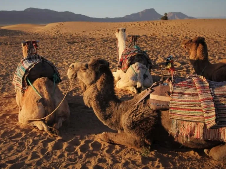 Tony-Smith-Zagora-Camellos